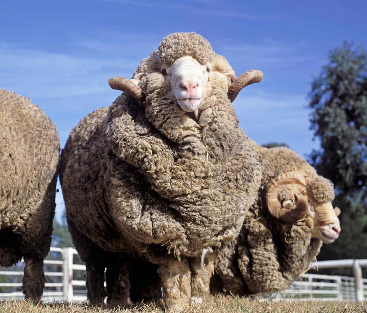 Merino Wool: the epitome of luxury