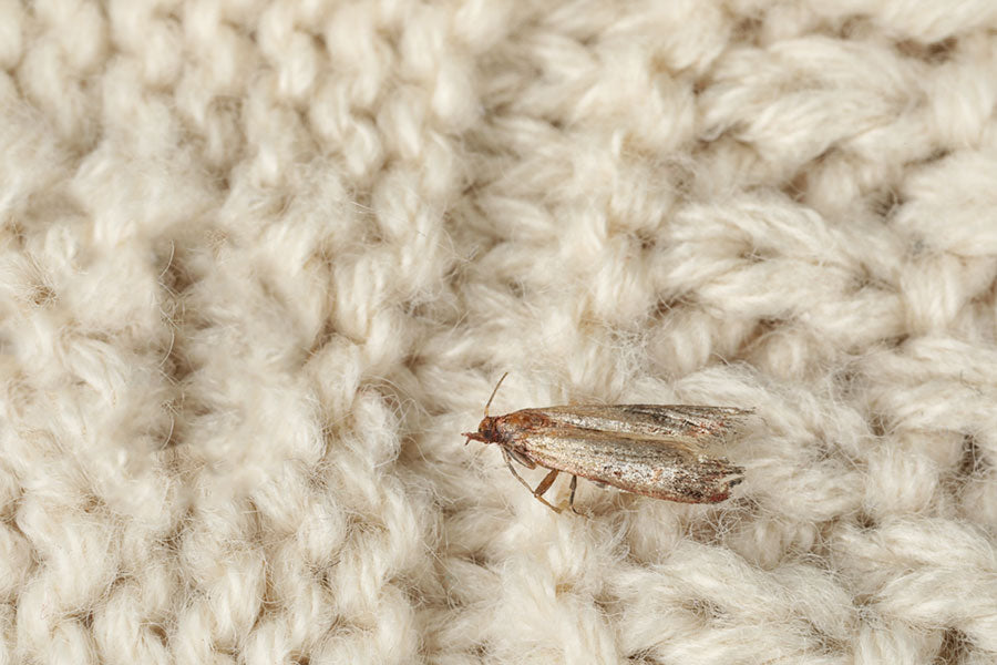 How to get rid of clothes moths quickly