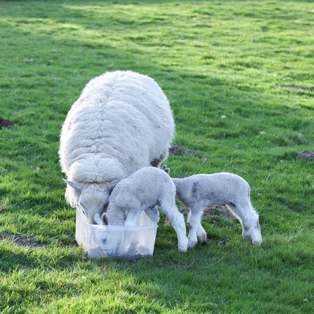 Got grand designs? You’ll need wool insulation