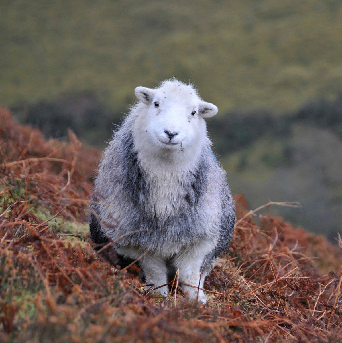 Spreading the wool fabric word - our favourite wool advocates