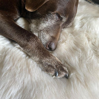 British quad Linen colour dyed longwool sheepskin rug soft cream & caramel tones super silky-soft fleece 182 x 115cm approx