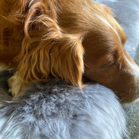 Small super-soft & silky longwool fleece padded sheepskin pet bed non-slip backing silver-grey tones 70 x 43cm