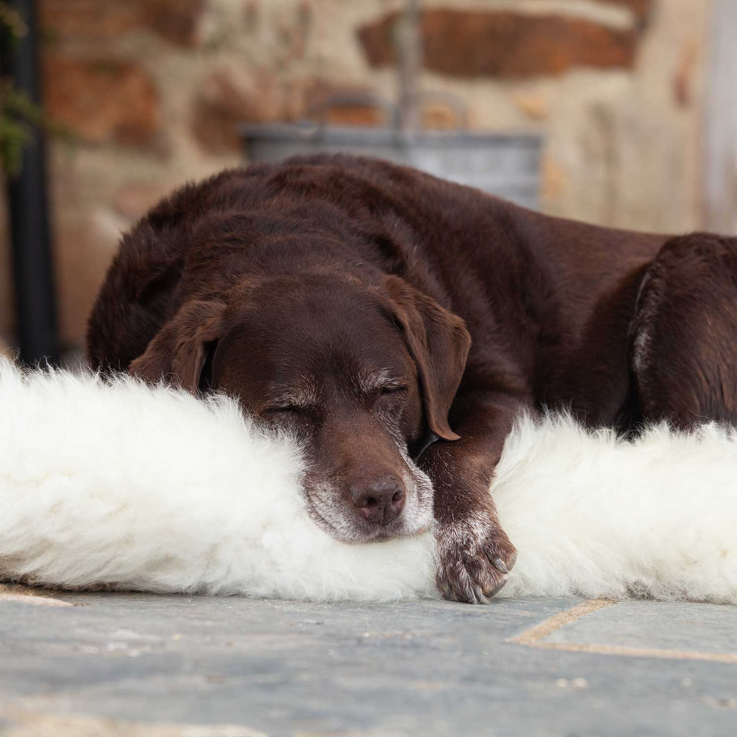 Lambswool dog mat best sale