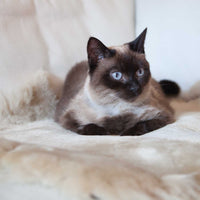 Silky soft, thick, & supportive large luxury shorn dyed sheepskin pet bed in attractive colours for a cat or dog British-made