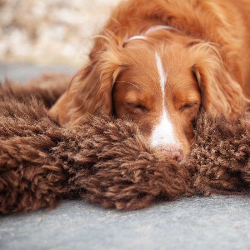 Soft, thick, & supportive British economy sheepskin pet bed or economical rug for the home or garden in chocolate brown tones