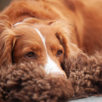 Soft, thick, & supportive British economy sheepskin pet bed or economical rug for the home or garden in chocolate brown tones