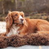 Soft, thick, & supportive British economy sheepskin pet bed or economical rug for the home or garden in chocolate brown tones